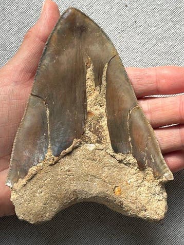 Groot Megalodon-tand, 14,3 cm - Fossiele tand - Carcharocles