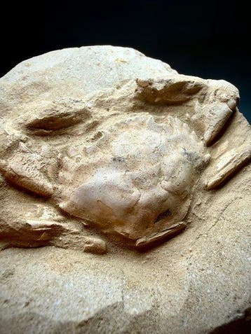 Crabe épineux, âgé de 5 millions d’années - Carapace