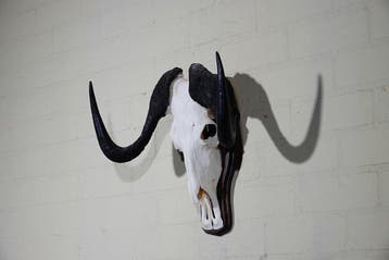 Black Wildebeest Schedel - Connochaetes gnou - 44 cm - 45 cm, Nieuw
