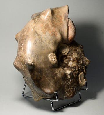 stekelige ammoniet - Gefossiliseerde schelp - Mammites, Verzamelen