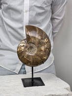 Ammoniet - Gefossiliseerd dier - Cleoniceras Ammonite Fossil, Collections