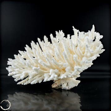 Natuurlijke Acropora latistella – Een maritiem kunstwerk op