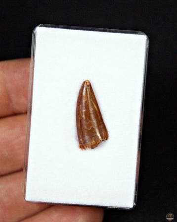 Dinosaure - Dent fossile - Raptor Abelisaurio