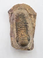 Trilobiet - Gefossiliseerd dier - Crotacephalina Gibbosa -, Verzamelen, Mineralen en Fossielen