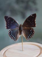 Vlinder Taxidermie volledige montage - Véritable Charaxes, Antiquités & Art