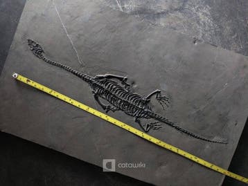Squelette fossile de Keichousaurus de qualité musée, énorme
