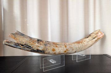 Mammouth laineux - Défense fossilisée - Mammuthus