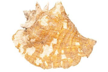 Reuzen-Fechtschelp (Strombus gigas) | Grote Koninginconch -, Verzamelen, Nieuw