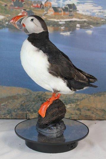 Papegaaiduiker Taxidermie volledige montage - Fratercula