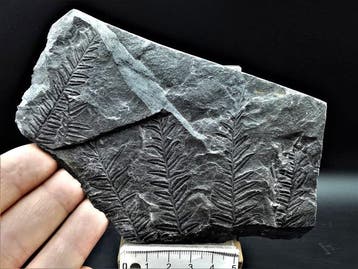 Varen - Gefossiliseerde plant - Alethopteris lonchitica