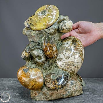 Natuurlijke fossiele ammonieten uit de Krijtperiode: