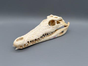 Nijlkrokodil Schedel van een reptiel - Crocodylus niloticus