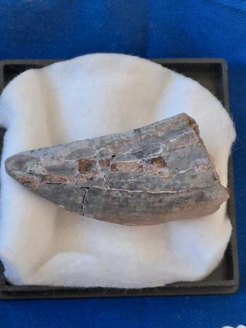 Tyrannosaure rex - Dent fossile - T. Rex