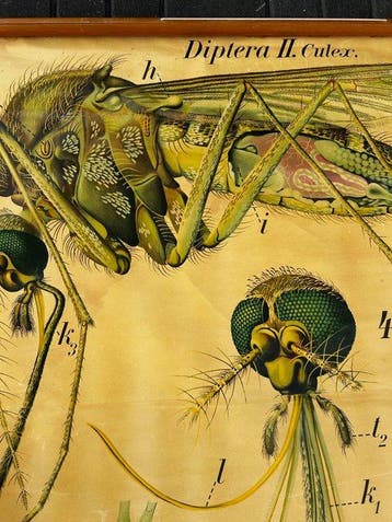Grande planche pédagogique d’un moustique, Pfurtscheller -