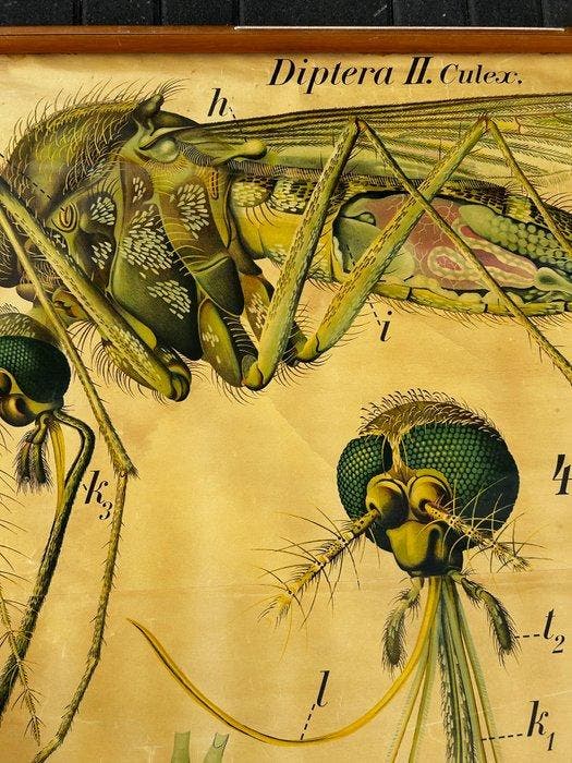 Grande planche pédagogique d’un moustique, Pfurtscheller -, Antiquités & Art, Curiosités & Brocante