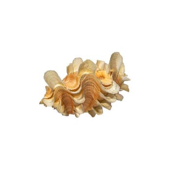 Exotische SchubbenRiesenmuschel (Tridacna squamosa) – 70 mm, Nieuw
