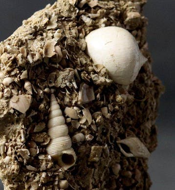 Uitzonderlijke fossiele schelp - Grote maat - Op originele