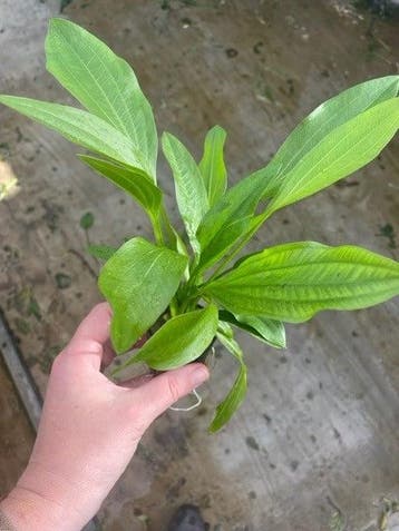 Echinodorus Argetinensis (Aquariumplanten), Verzenden, Plant(en), Steen of Hout