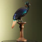Himalayaglansfazant Taxidermie Opgezette Dieren By Max, Ophalen of Verzenden, Nieuw, Vogel, Opgezet dier