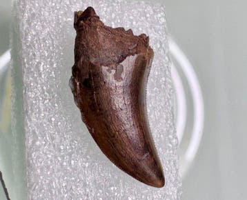 Tyrannosaurus fossil tooth (Nanotyrannus lancensis). - Dent