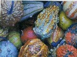 Fancy Warted mix kalebas 50 zaden, Hobby & Loisirs créatifs, Bricolage