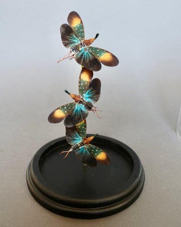 Insekt Taxidermie volledige montage - Pyrops gunji - 21 cm -, Verzamelen, Nieuw