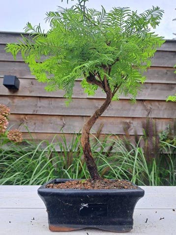 metasequoia bonsai in bonsaischaal - Hoogte (boom): 27 cm -