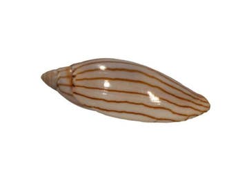 Jamrachs Walzenschnecke: Amoria jamrachi (56 mm) – Exquisiet