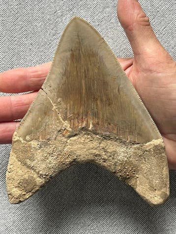 Groot Megalodon-tand 14,8 cm - Fossiele tand - Carcharocles