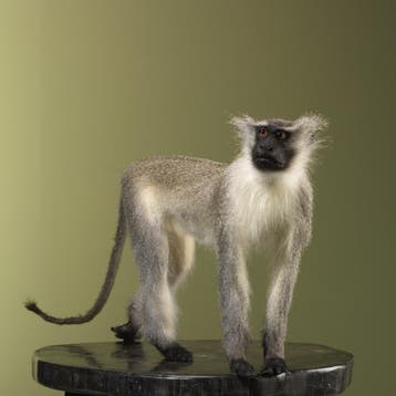 Vervet Aap Taxidermie Opgezette Dieren By Max, Ophalen of Verzenden, Nieuw, Wild dier, Opgezet dier