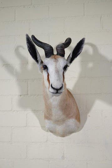 South African Springbok Taxidermie wandmontage - Antidorcas, Verzamelen, Dierenverzamelingen, Nieuw