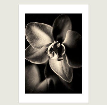 Jorge Omeñaca (1981) - Flowering III