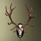 Edelhert Gewei Taxidermie Opgezette Dieren By Max, Verzamelen, Ophalen of Verzenden, Nieuw, Wild dier, Opgezet dier