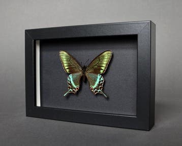 Vlinder Taxidermie volledige montage - Papilio maackii, Nieuw