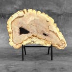 Magnifique tranche de bois pétrifié sur un socle