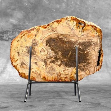 Magnifique tranche de bois pétrifié sur un socle