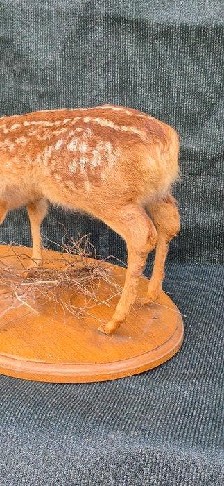 Faon de Cerf Support mural pour taxidermie - Cervus elaphus