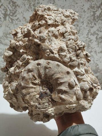 Ammonite - Coquillage fossilisé - 27 cm - 20 cm, Collections, Minéraux & Fossiles