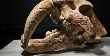 Smilodon Taxidermie replica montage - REPLICA SMILODON SKULL
