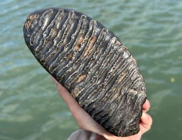 Zoogdier - Fossiele tand - Mammuthus primigenius, Verzamelen