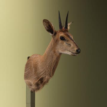 Duiker Taxidermie Opgezette Dieren By Max, Ophalen of Verzenden, Nieuw, Wild dier, Opgezet dier