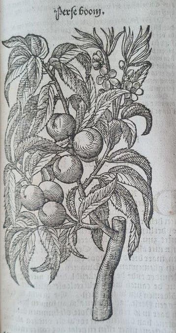 Rembertus Dodonaeus - Cruydt-Boeck - 1608, Antiquités & Art