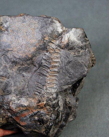 Paleobotanische fossiele plant - Gefossiliseerde plant -