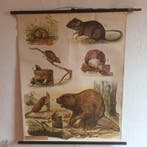 Anatomisch model (2) - Canvas - 1950-1960 - Dierenobjecten, Antiek en Kunst