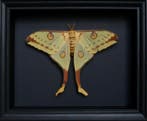 Papillon de nuit Support de corps entier pour taxidermie -