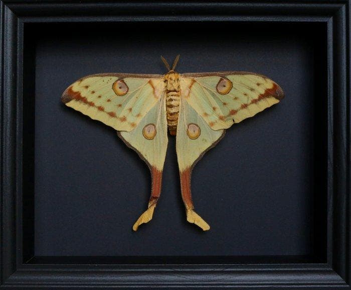 Papillon de nuit Support de corps entier pour taxidermie -, Verzamelen, Dierenverzamelingen
