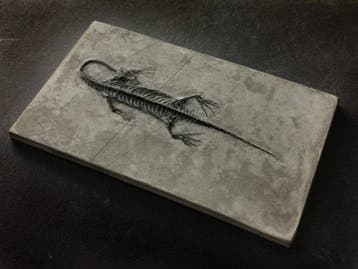Een paar Keichousaurus-fossiele skeletten in dorsaal- en