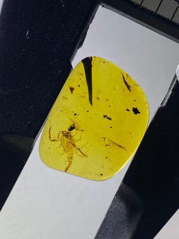 Amber - Barnsteen - Scorpion - 18.2 mm - 13.9 mm (Zonder