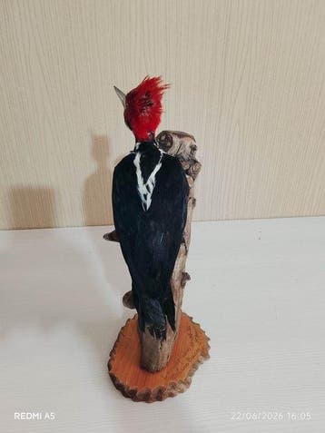 zwartkeelspecht Taxidermie volledige montage - Campephilus, Nieuw