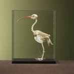 Kaalkopibis Skelet Taxidermie Opgezette Dieren By Max, Ophalen of Verzenden, Nieuw, Vogel, Opgezet dier
